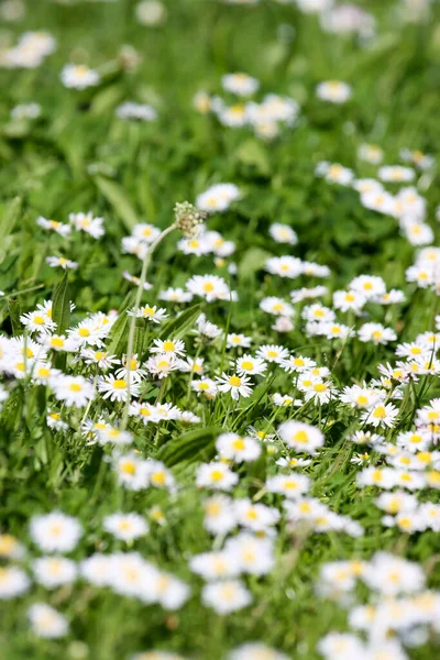 Bahçede beyaz çiçekler