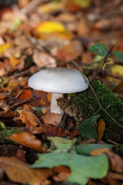 Ormandaki mantar. Kapatın.