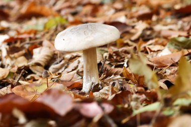 Mantar, sonbahar, sonbahar mevsimi, yakın çekim