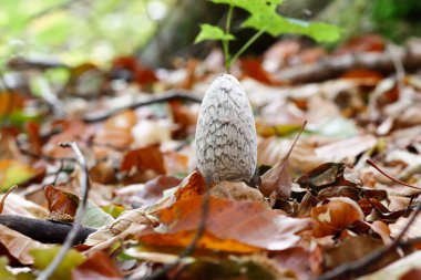Sonbahar ormanında mantar.