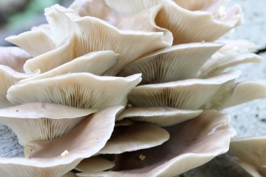 Ormanda mantarlar, bitki örtüsü