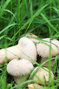 Ormanda taze mantarlar