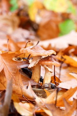 Sonbahar yapraklarını kapatın.