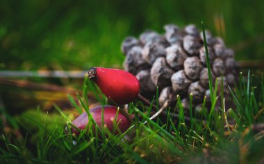 Ormanda çam kozalağının önünde tatlı kırmızı köpek çileği. Olgun kırmızı orman meyveleri.