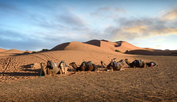 Sunset Dunes Sahara Desert Beautiful Sand Landscape Stunning Sky Camel — Stock Photo, Image