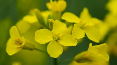 Gözyaşı tohumu çiçeği yakın plan. Yeşil enerji, petrol endüstrisi ve bal fabrikası için Colza (kanola) fabrikası. Bulanık arkaplanda tecavüz tohumu çiçeği makro görünümü.