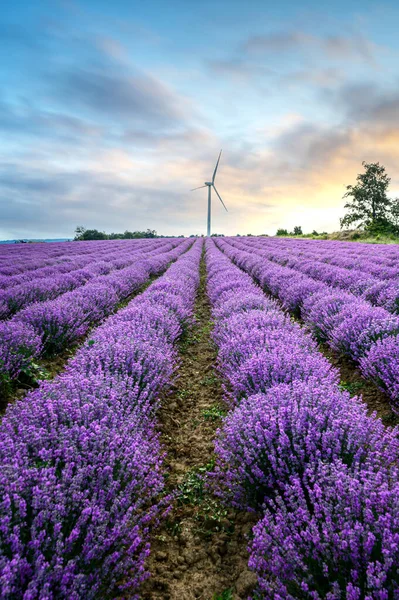 Campo Lavanda Con Arbustos Púrpuras Florecientes Cultivados Con Fines Cosméticos — Foto de Stock