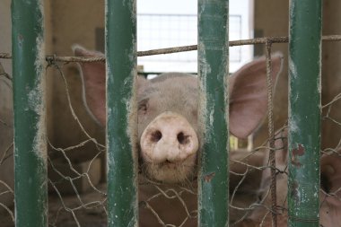 İtalya Avrupa çiftlik