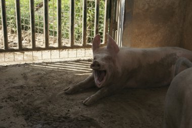 İtalya Avrupa çiftlik