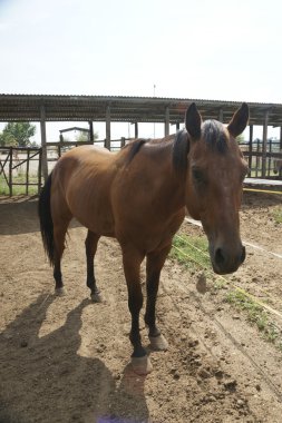 İtalya Avrupa çiftlik