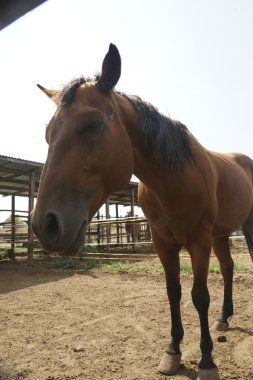 İtalya Avrupa çiftlik