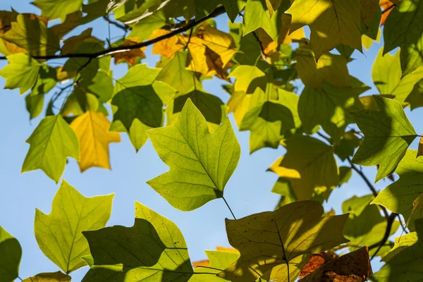 Golden, and yellow leaves of Tulip tree (Liriodendron tulipifera). Close-up autumn foliage of American or Tulip Poplar on blue sky background. Selective focus. There is place for text