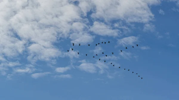 Wedge of migratory birds in the autumn blue sky with white clouds over Sochi. — Stock Image Wedge Migratory Birds Autumn Blue Sky White Clouds Sochi Royalty Free Stock Photos