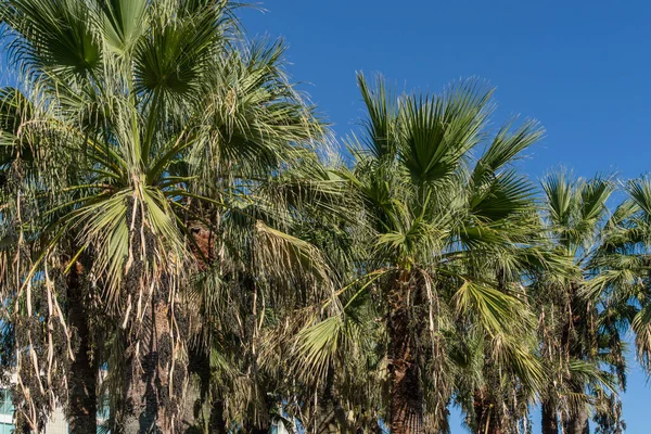 Close-up of green leaves of palm tree Washingtonia filifera, commonly known as California fan palm in Sochi.