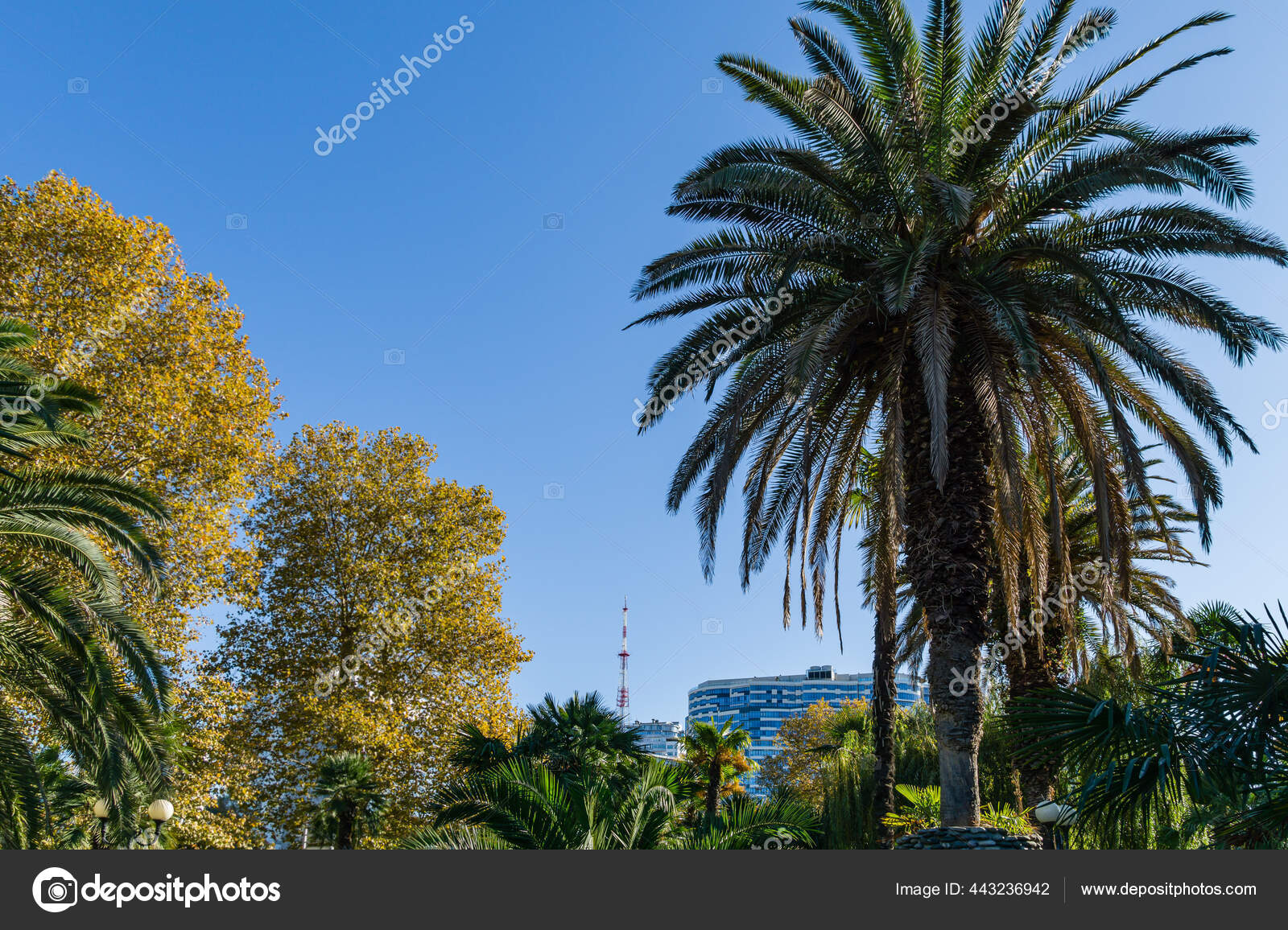 Beautiful Palm Tree Canary Island Date Palm Phoenix Canariensis City Stock Photo Image By C Marinodenisenko 443236942