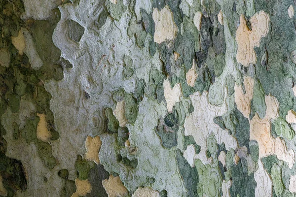 Nice texture of American Sycamore Tree (Platanus occidentalis, Plane-tree) bark in Sochi. Natural green, yellow, gray and brown spotted platanus tree bark. Close-up of camouflage background for design