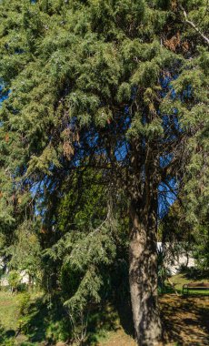 Big old tree Platycladus orientalis, also known as Chinese thuja, Oriental arborvitae, Chinese arborvitae, biota or oriental thuja in city park Sochi. Famous resort town in south of Russia.