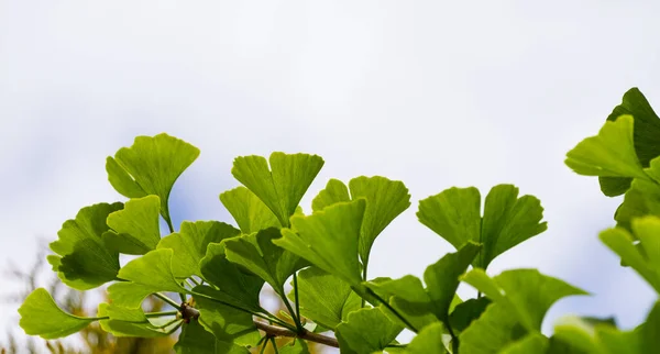 Ginkgo tree (Ginkgo biloba) or gingko with brightly green new leaves against white color sky background. Selective close-up. Fresh wallpaper nature concept. Place for your text