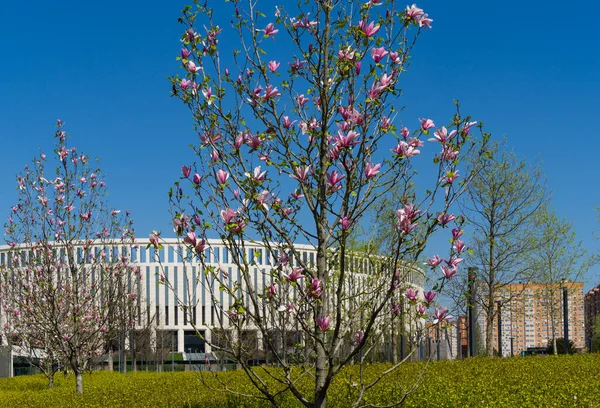 Beautiful blossom light pink Magnolia Soulangeana trees in City park Krasnodar. Galitsky Park in sunny spring 2021. Large pink magnolia flowers on stadium Krasnodar background. background.