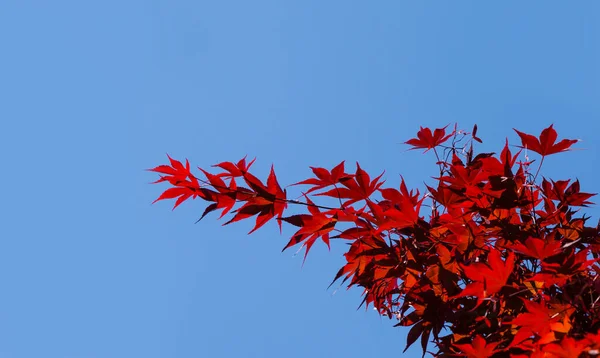 Close-up of red leaves of Purple Acer Palmatum Atropurpureum on blue sky background. Selective focus with copy space. Maple grows in public landscaped city park \'Krasnodar\' or \'Galitsky\'