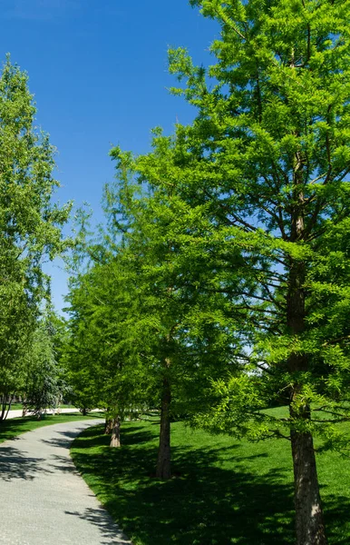 Alley of Bald Cypress Taxodium Distichum (swamp, white-cypress, gulf or tidewater red cypress) in public landscape city Park Krasnodar or 'Galitsky park' in sunny spring 2021.