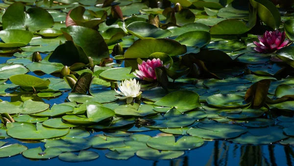 White and Red water lily or lotus flower \'Attraction\' in pond Arboretum Park Southern Cultures in Sirius (Adler) Sochi. Nymphaea Attraction on water background. Flower landscape for nature wallpaper