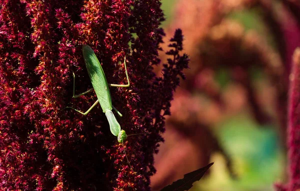 Macro of green European Mantis or Praying Mantis (Mantis Religiosa) from family Sphodromantis viridis looks into camera and sits on purple flower of Amaranthus cruentus.