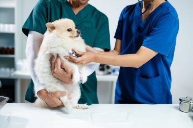 Two doctors are examining him. Veterinary medicine concept. Pomeranian in a veterinary clinic.	