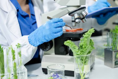 İki Asyalı bilim adamı labaratuvar şişesinde marul inceliyor. Gerçek insanlar, gıda güvenliği, organik bitki testleri, bilimsel araştırmalar ve temiz laboratuvar denetleme kavramı..