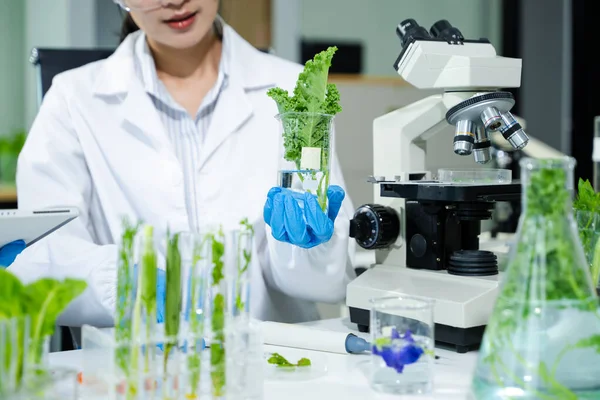 Laboratuvar önlüklü gıda bilimcileri, numuneleri test ediyorlar ve modern bir laboratuvar ortamında gıda güvenliğini ve kalitesini analiz ediyorlar..