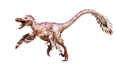 Beyaz arka planda çalışan Velociraptor mongoliensis izole edildi. Kretase döneminden kalma tüyleri olan Theropod dinozoru bilimsel 3D çizimi