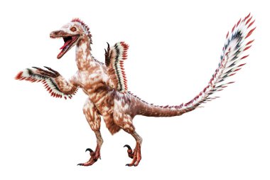 Ayakta duran Velociraptor Moğolları beyaz arka planda izole edildi. Kretase döneminden kalma tüyleri olan Theropod dinozoru bilimsel 3D çizimi.