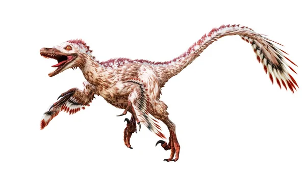 Velociraptor Mongoliensis Isolé Sur Fond Blanc Dinosaure Théropode Avec Plumes — Photo