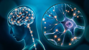 İnsan beyninin uyarılması ya da nöron yakın plan üç boyutlu görüntüleme aktivitesi. Nöroloji, bilişim, nöron ağı, psikoloji, nörobilim bilimsel kavramlar.