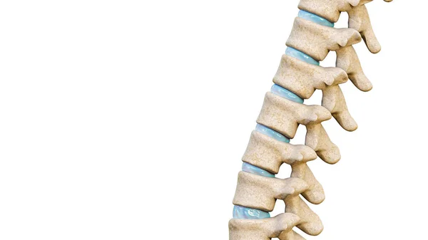 Primer Plano Las Vértebras Discos Intervertebrales Una Columna Vertebral Humana — Foto de Stock