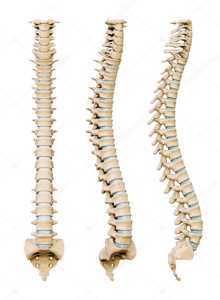 Human spinal column or backbone from various angles isolated on a white background. Medical and anatomy scientific 3D render illustration.