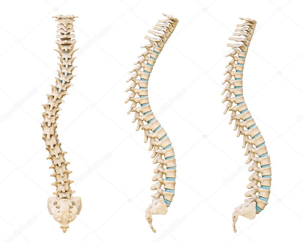Common spinal disorders 3D rendering illustration isolated on white background. Scoliosis, lordosis and kyphosis curvature of the spine. Medical and healthcare, human anatomy, medicine concept.
