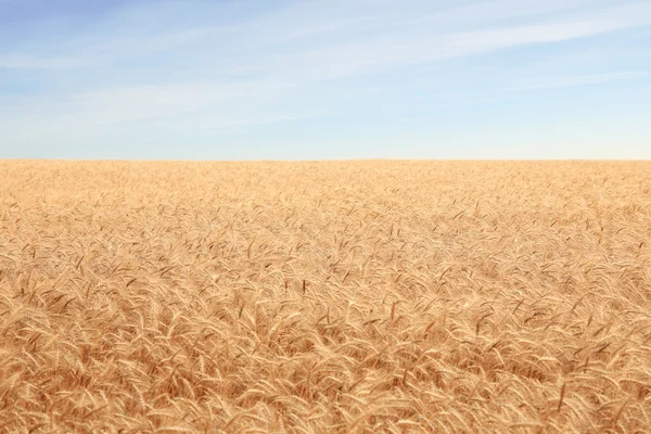 Желтые зерновые поля — стоковое фото