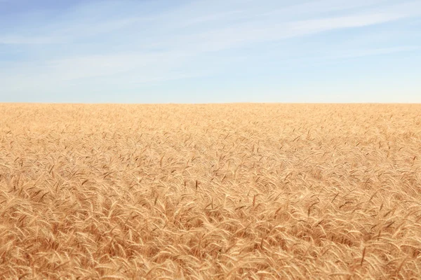 Campo de cereais amarelo — Fotografia de Stock