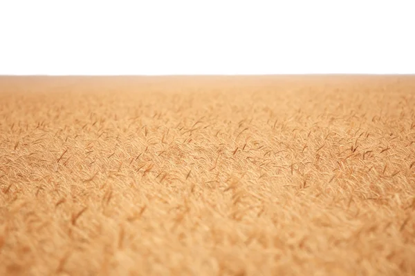 Golden cereal field isolated — Stock Photo, Image