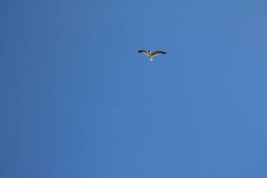 Bulutsuz mavi gökyüzünde kanatları açık uçan martı.