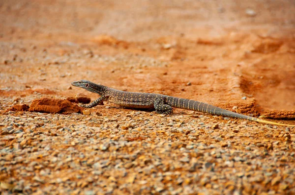 Sand Goanna Bungara 西オーストラリア州 — ストック写真