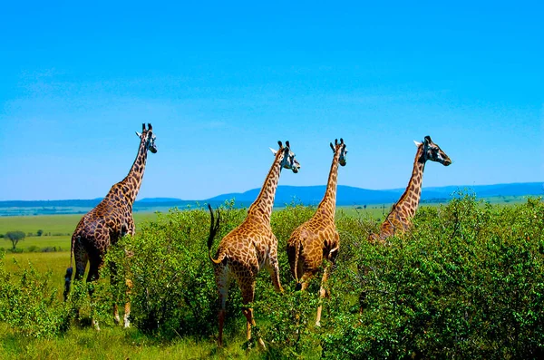 Girafas Masai Mara Quénia — Fotografia de Stock