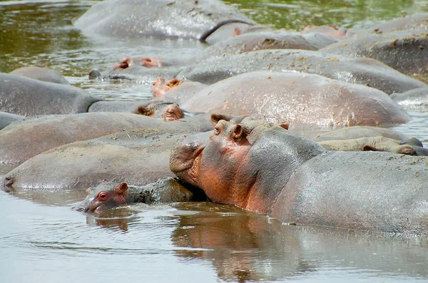 Hippopotamus Group Серенгети Танзания — стоковое фото