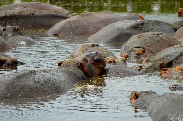 Hippopotamus Group Serengeti Τανζανία — Φωτογραφία Αρχείου