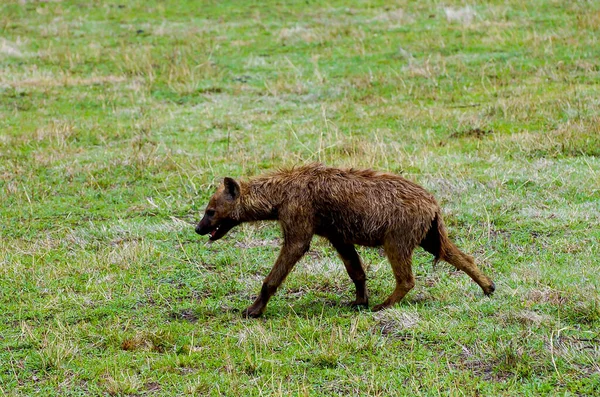 Spatřena Hyena Divočině Tanzanie — Stock fotografie