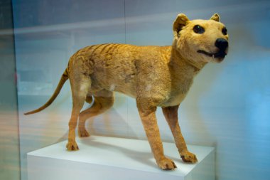 Thylacine (Tazmanya Kaplanı) - Avustralya