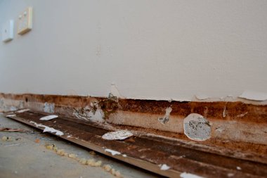 Tahta Panellerdeki Küf Mantarı