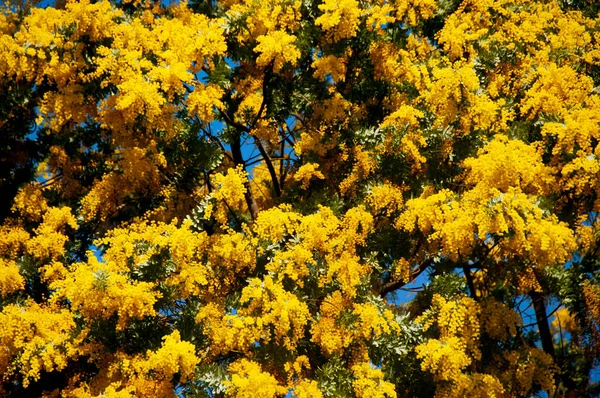Plante Fleurs Acacia Dealbata Australie — Photo