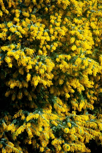 Acacia Dealbata Planta Floração Austrália — Fotografia de Stock